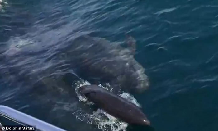 美国加州伪虎鲸妈妈游到赏鲸船边突然产下宝宝