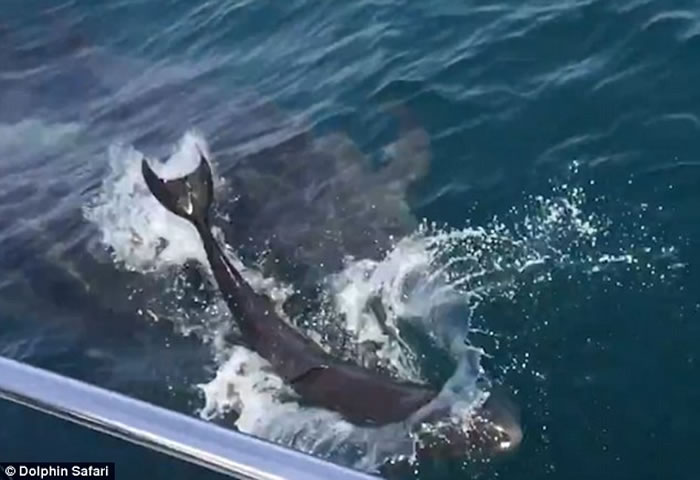 美国加州伪虎鲸妈妈游到赏鲸船边突然产下宝宝