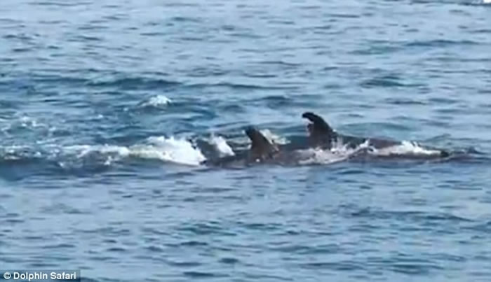 美国加州伪虎鲸妈妈游到赏鲸船边突然产下宝宝