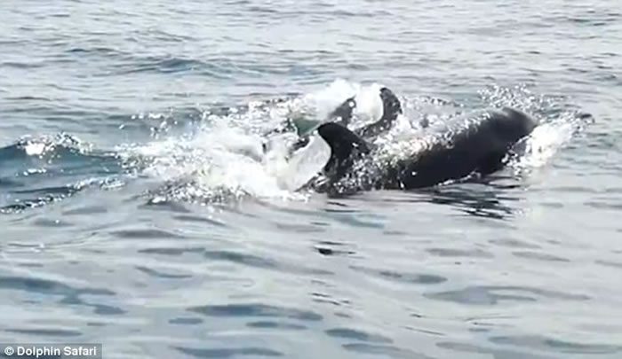 美国加州伪虎鲸妈妈游到赏鲸船边突然产下宝宝