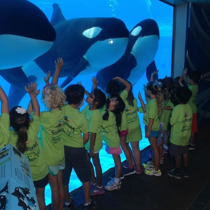 海洋世界说,现有的虎鲸仍将继续在园内展示,但是以「具启发性的自然新方式,让观众与虎鲸见面」。