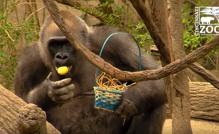 美国俄亥俄州辛辛那提动物园西部低地大猩猩们庆祝复活节