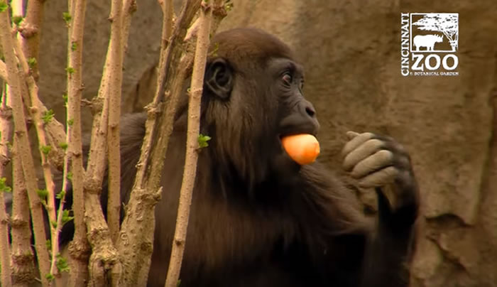 美国俄亥俄州辛辛那提动物园西部低地大猩猩们庆祝复活节