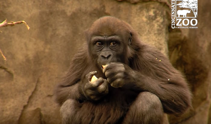 美国俄亥俄州辛辛那提动物园西部低地大猩猩们庆祝复活节