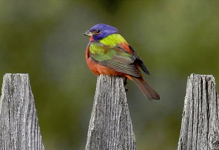 ���������˱��������ӵ����������С��ϣ����Ŀ�á���ɵĲʺ硱������ɫ���M