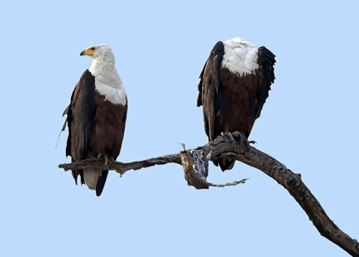 ����һֻ�𺣵��ң���ͷ­��ʧ�ˣ����Աߵ�ͬ�飨��ȴ����ΪȻ��