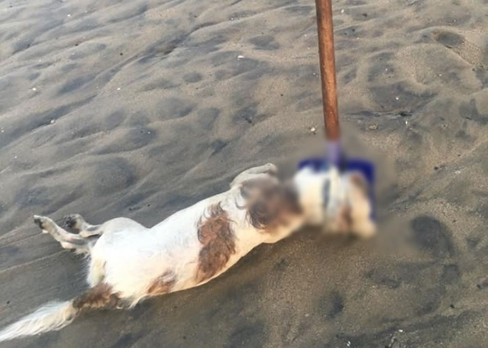 ������������ɱ���¼���С������ɳ̲�������