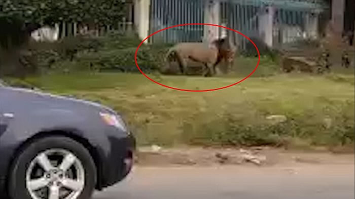 ޱϹҹ԰ʨӴ׶ ץǿֻ