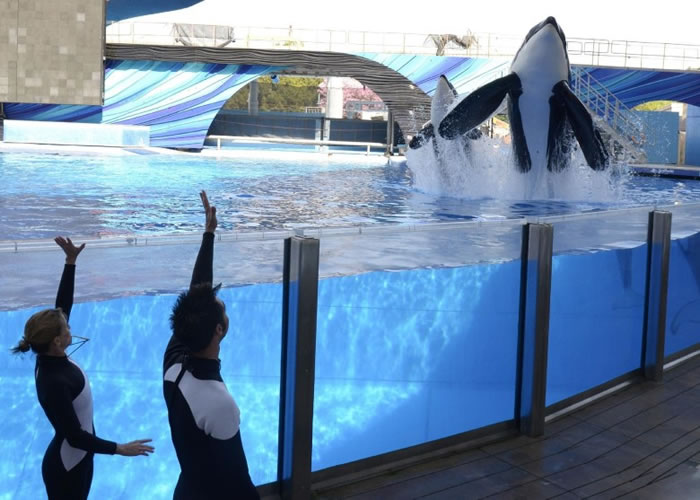 不少动物组织都赞扬海洋世界的做法。