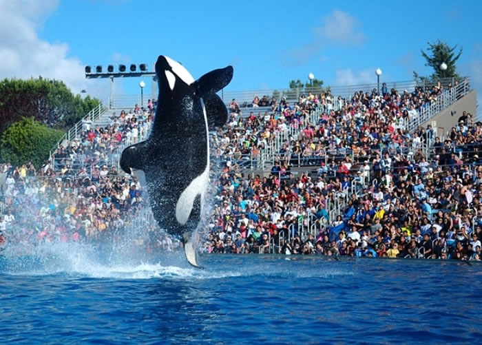 杀人鲸表演是海洋世界的卖点之一。