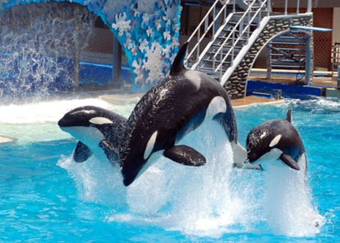 海洋世界宣布终止繁殖杀人鲸。