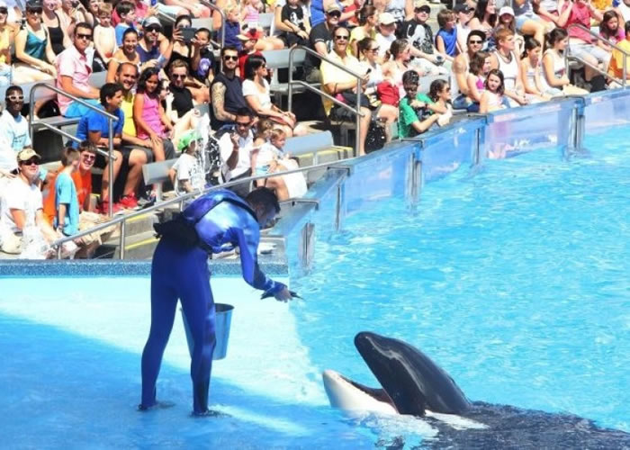 海洋世界的杀人鲸表演将会结束。