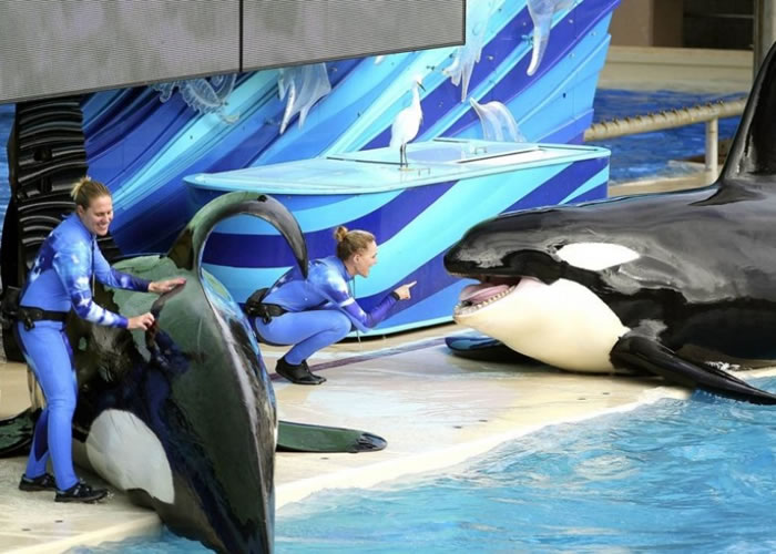 保育团体多年来一直要求海洋世界,解决园内杀人鲸圈养问题。
