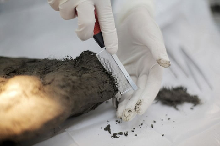 俄罗斯雅库特发现冰封12400年的狗“木乃伊”