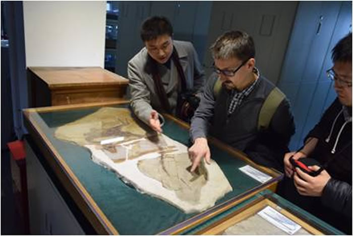 中国古动物馆将在英国举办“中国恐龙——从撼地巨人到飞羽精灵”特展