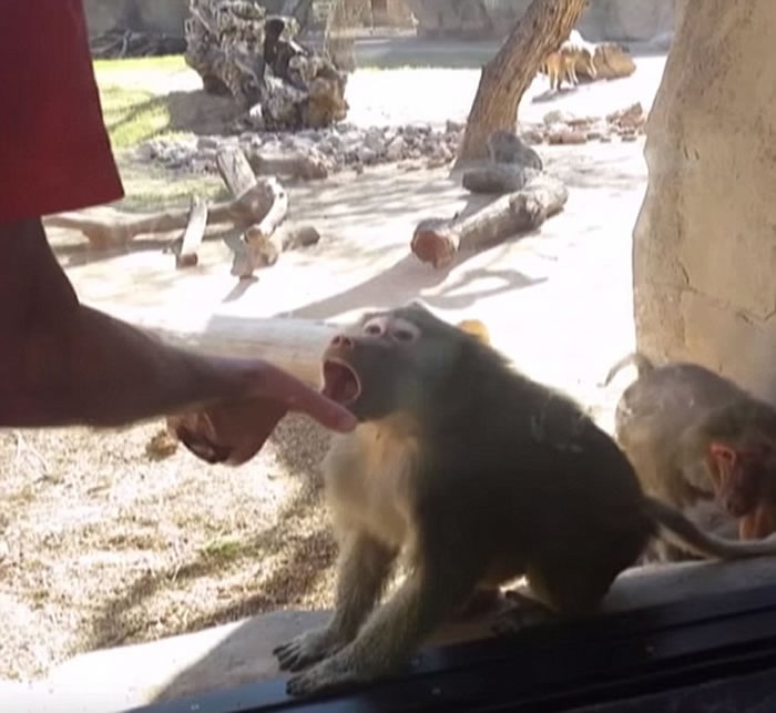 ������ӵ�����԰�ι�ʱ����ħ�� ������Ŀ�ɿڴ���