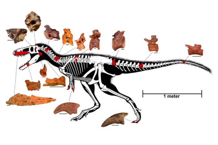 乌兹别克北部沙漠发现属于暴龙祖先的新品种恐龙化石Timurlengia euotica