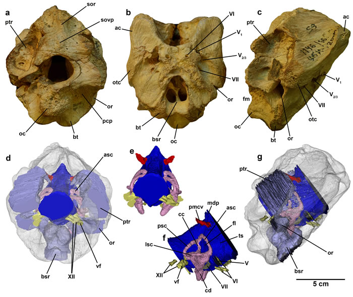 乌兹别克北部沙漠发现属于暴龙祖先的新品种恐龙化石Timurlengia euotica