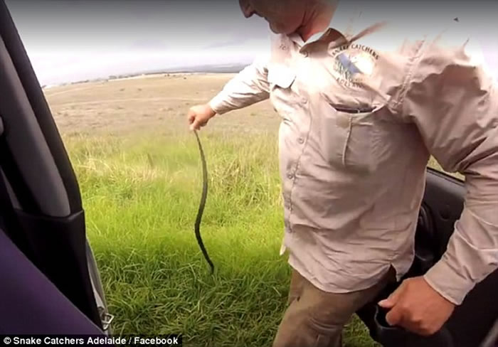 澳洲阿德莱德“蛇王”Rolly施展擒拿手从容生擒毒蛇后放生