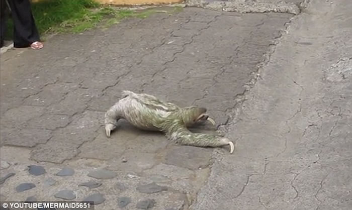 ��˹������������й���·��ɶ³�