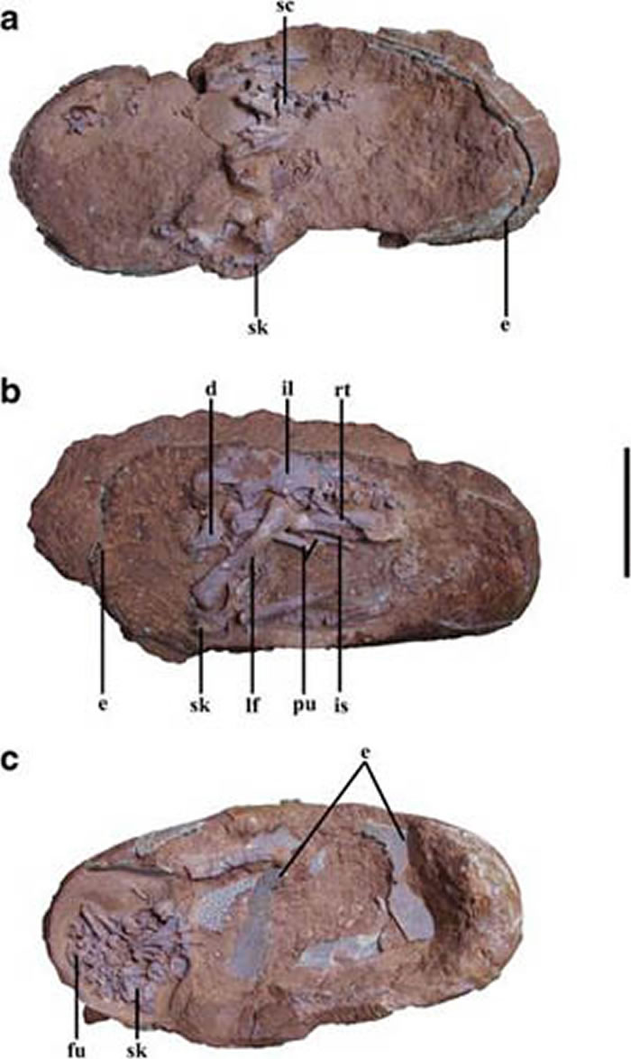 江西赣州晚白垩世新发现的三件窃蛋龙胚胎化石，比例尺5厘米 （a, IVPP V20182; b, IVPP V20183; c, IVPP V20184）（王烁