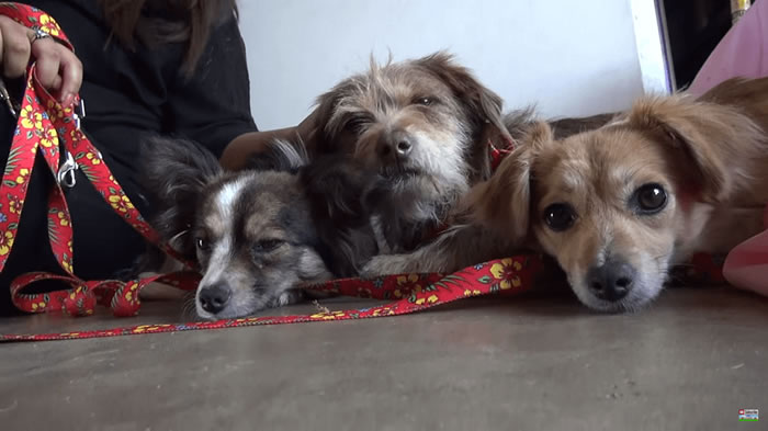 ������������һ����3ֻ�� ֻ��һ��������ﳤ��ȥ