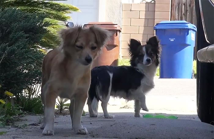 ������������һ����3ֻ�� ֻ��һ��������ﳤ��ȥ