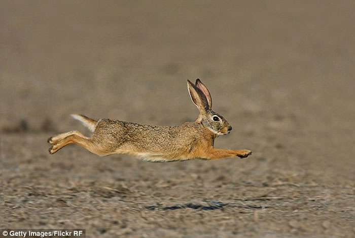 新西兰猎人协会举办复活节猎兔大赛 猎杀1.8万只野兔