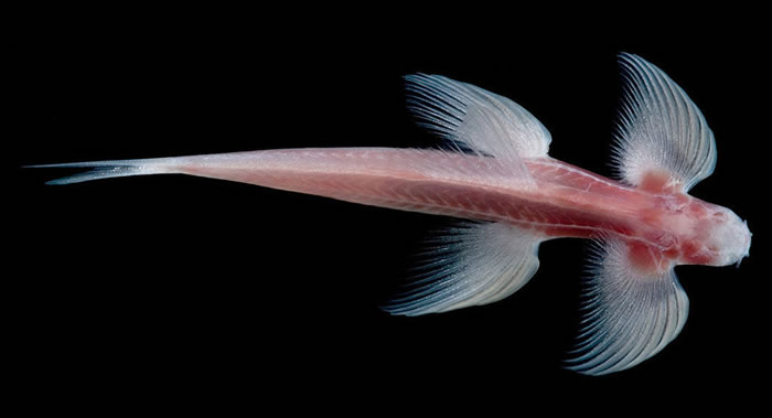 ѧ̩һֻٲġäۡѨCryptotora thamicola