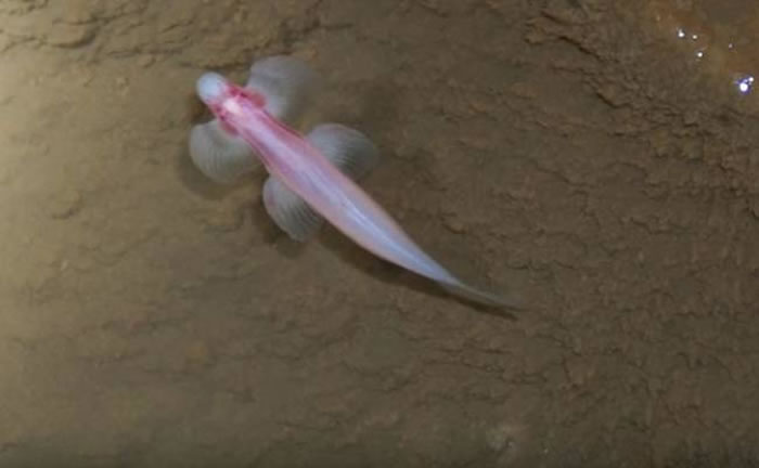 ѧ̩һֻٲġäۡѨCryptotora thamicola