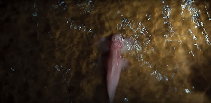 ѧ̩һֻٲġäۡѨCryptotora thamicola