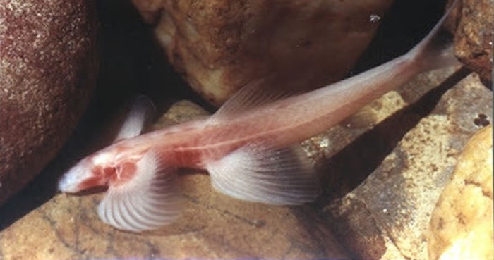 ѧ̩һֻٲġäۡѨCryptotora thamicola