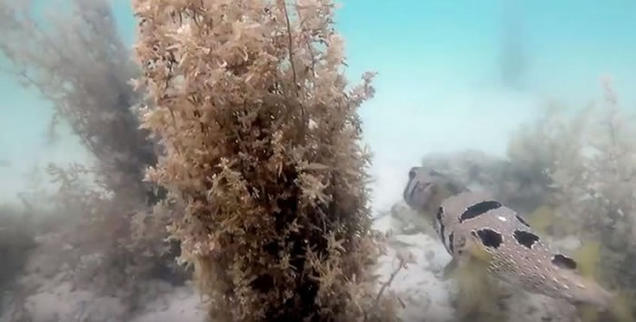 同伴被困渔网,泰国小河豚坚持陪在旁直到获救一起开心游走