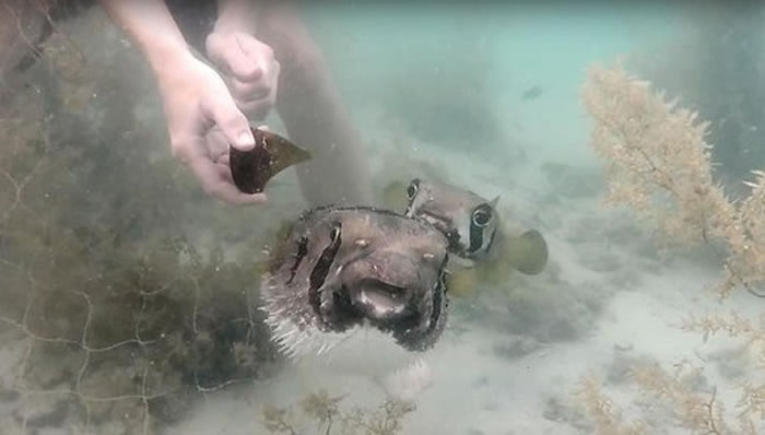 同伴被困渔网,泰国小河豚坚持陪在旁直到获救一起开心游走