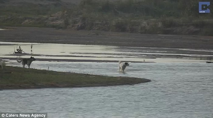 南非无知狗狗河边挑衅 大鳄鱼扑出一口吞噬