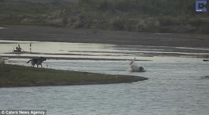 南非无知狗狗河边挑衅,大鳄鱼扑出一口吞噬