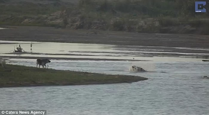 南非无知狗狗河边挑衅,大鳄鱼扑出一口吞噬