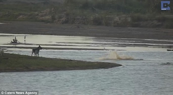 南非无知狗狗河边挑衅,大鳄鱼扑出一口吞噬