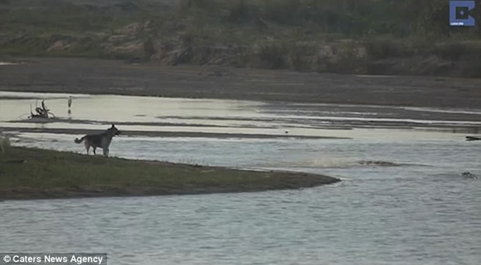 南非无知狗狗河边挑衅,大鳄鱼扑出一口吞噬