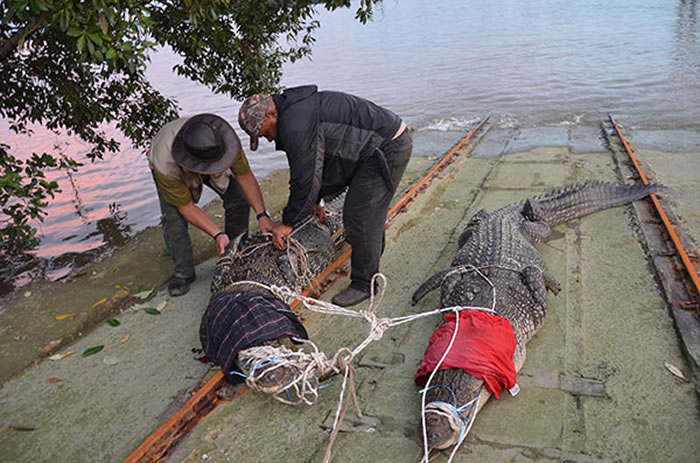 ���������ں���Ͷ���ɹ�����2������