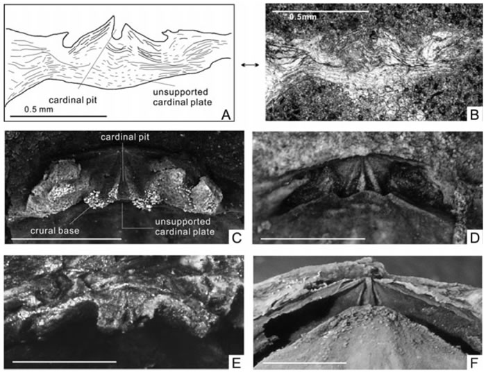 ThulatrypaֹؼıȽϣABEFΪThulatrypa gregariaCDΪThulatrypa orientalis