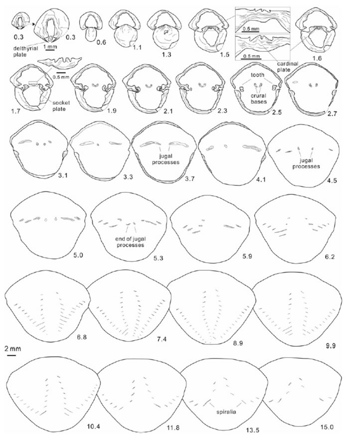 Thulatrypa gregariaϵͳƬͼ