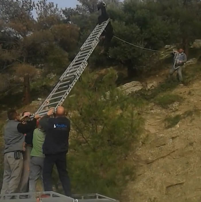 ϣ��ɽ��һͷɽ��֪�ιʾ�����ǿ���6�׸ߵ�����