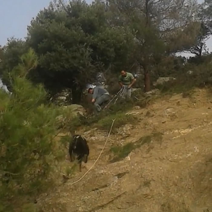 ϣ��ɽ��һͷɽ��֪�ιʾ�����ǿ���6�׸ߵ�����