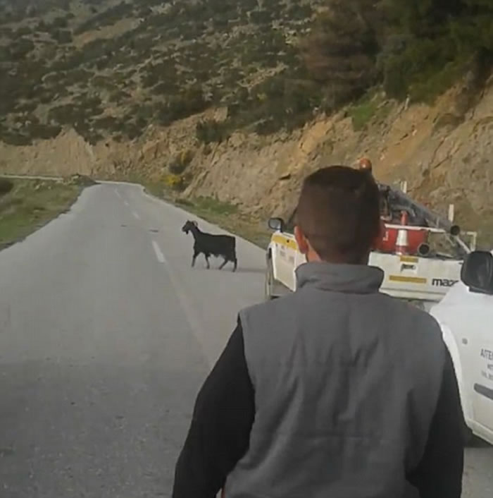 ϣ��ɽ��һͷɽ��֪�ιʾ�����ǿ���6�׸ߵ�����