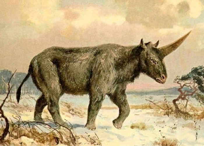 板齿犀有“西伯利亚独角兽”之称。图为画家笔下的板齿犀。