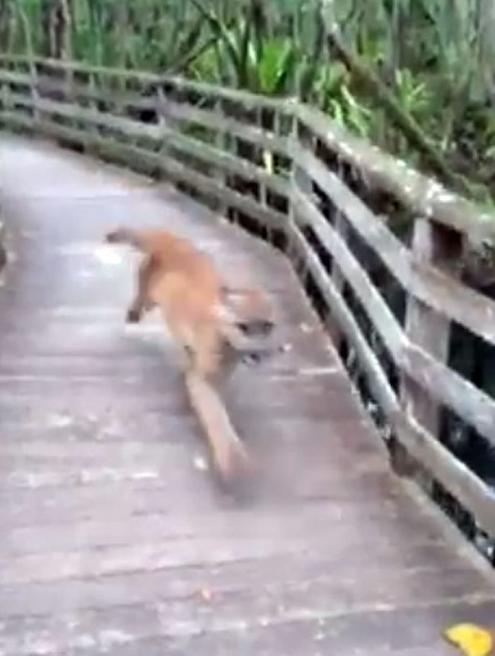 ����Ů���峿�����󱣻������У�һֻɽʨ�������ܹ�