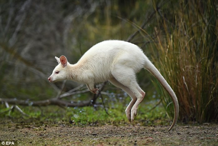 澳洲塔斯马尼亚岛白化症小袋鼠数量有渐增的趋势