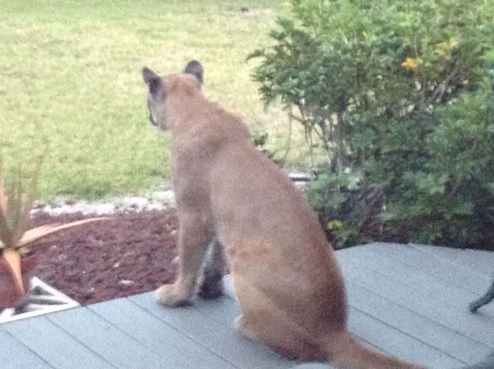 �����������ϴ��ŷ���һֻ���������ɽʨ��������ɹ̫��