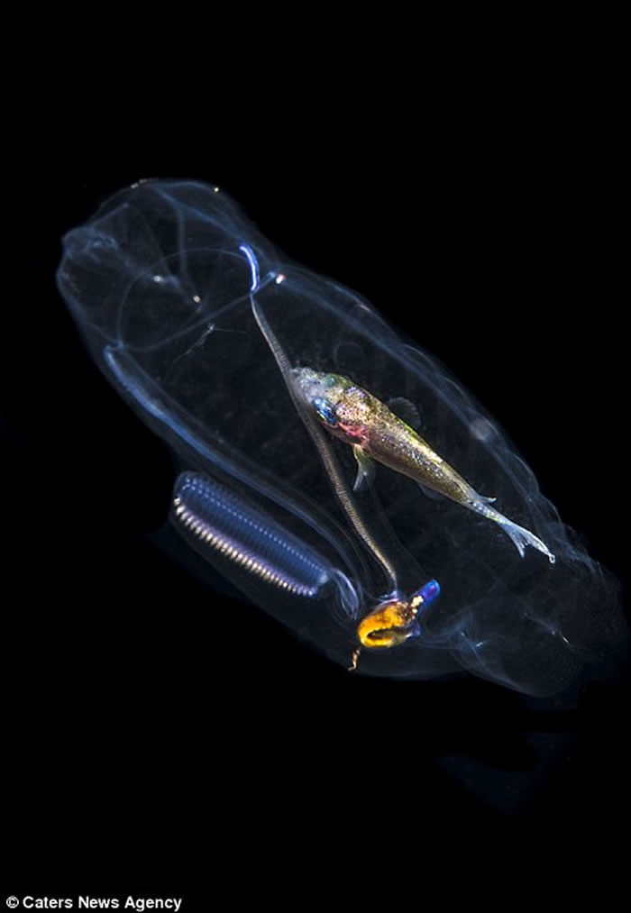 美国佛罗里达州海底半透明海洋生物腹中竟有一条彩色小鱼
